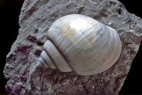 Natica angustata